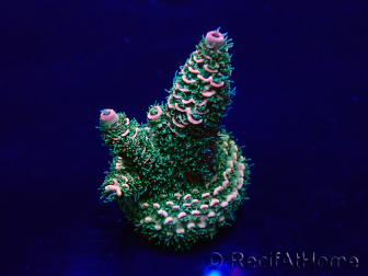 WYSIWYG Acropora 15Y9 Mariculture acclimaté led