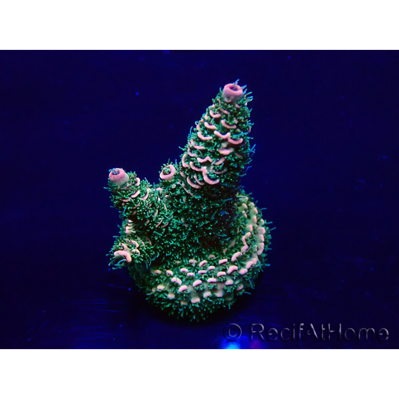 WYSIWYG Acropora Mariculture acclimated LED