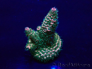 WYSIWYG Acropora Maricultuur geacclimatiseerd LED