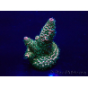 WYSIWYG Acropora Mariculture acclimated LED