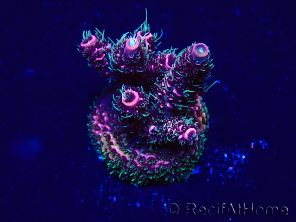 WYSIWYG Acropora Mariculture acclimated LED