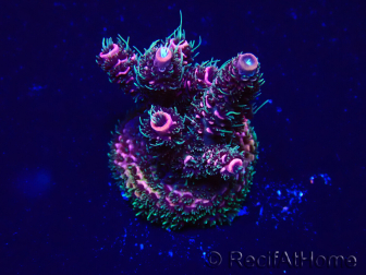 WYSIWYG Acropora Maricultuur geacclimatiseerd LED