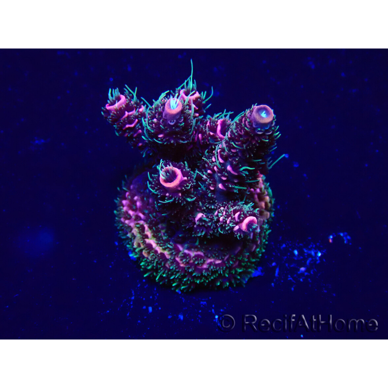 WYSIWYG Acropora Maricoltura acclimatata a LED