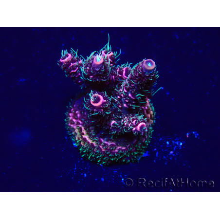 WYSIWYG Acropora Maricultuur geacclimatiseerd LED