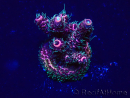 WYSIWYG Acropora Mariculture acclimated LED