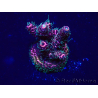 WYSIWYG Acropora Maricultuur geacclimatiseerd LED