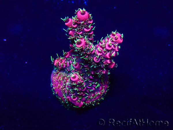 WYSIWYG Acropora Maricoltura acclimatata a LED
