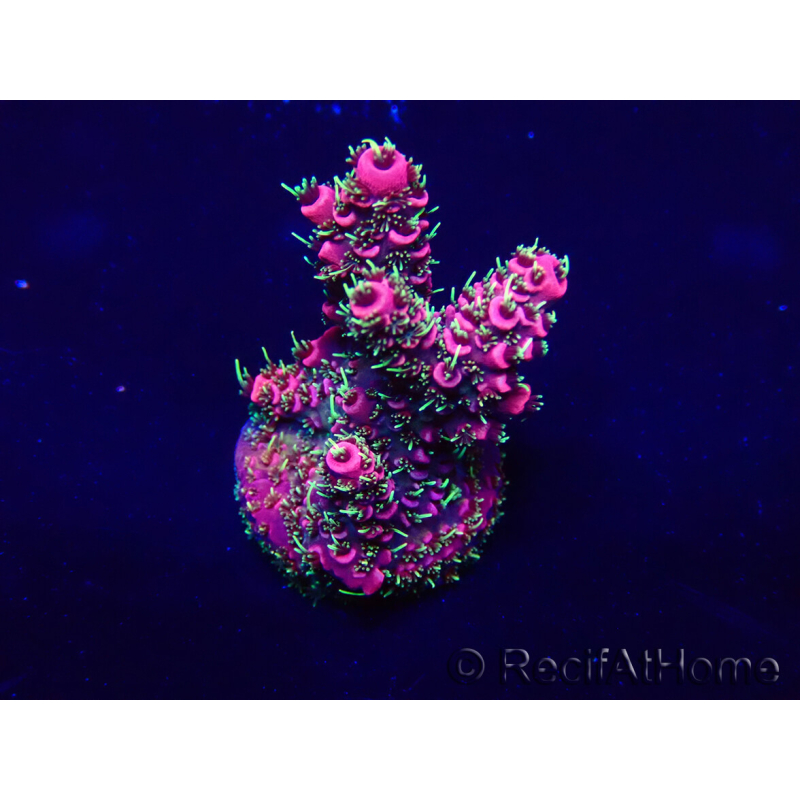 WYSIWYG Acropora Marikultur akklimatisiert LED