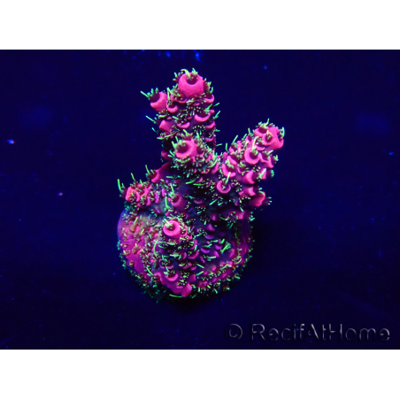WYSIWYG Acropora Maricoltura acclimatata a LED
