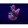 WYSIWYG Acropora Mariculture acclimated LED