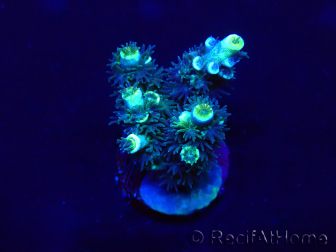 WYSIWYG Acropora Maricoltura acclimatata a LED
