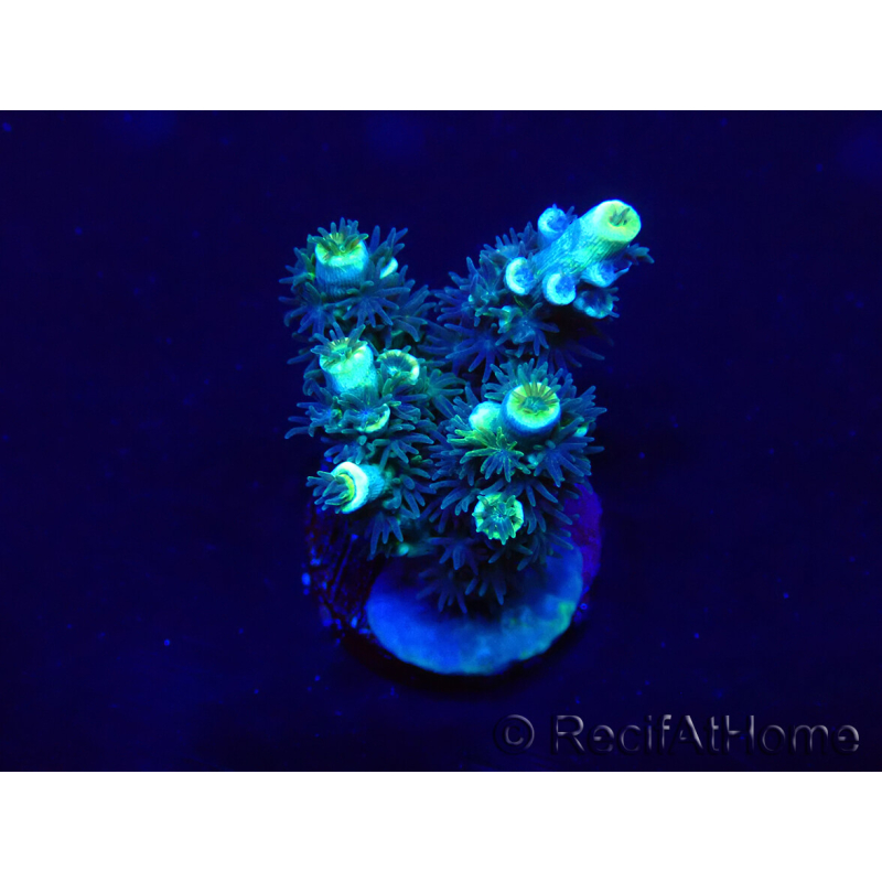 WYSIWYG Acropora Maricultuur geacclimatiseerd LED