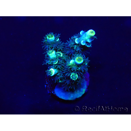 WYSIWYG Acropora Maricultuur geacclimatiseerd LED