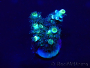 WYSIWYG Acropora Maricoltura acclimatata a LED
