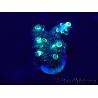 WYSIWYG Acropora Mariculture acclimated LED