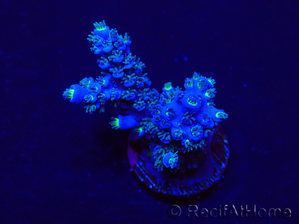 WYSIWYG Acropora Mariculture acclimated LED