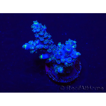 WYSIWYG Acropora Maricoltura acclimatata a LED