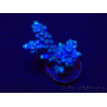 WYSIWYG Acropora Maricoltura acclimatata a LED