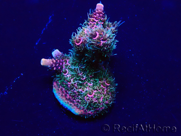 WYSIWYG Acropora Mariculture acclimated LED