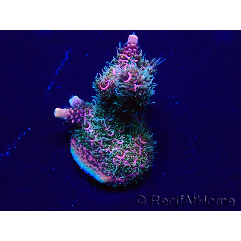 WYSIWYG Acropora Mariculture acclimated LED