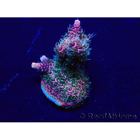 WYSIWYG Acropora Maricultura aclimatada LED