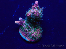 WYSIWYG Acropora Marikultur akklimatisiert LED