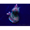 WYSIWYG Acropora 15Z2 Mariculture acclimaté led
