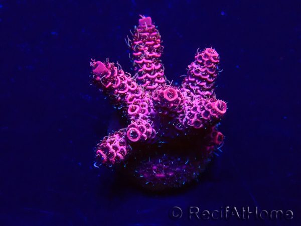 WYSIWYG Acropora 15Z5 Mariculture acclimaté led