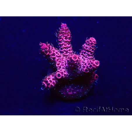 WYSIWYG Acropora 15Z5 Mariculture acclimaté led
