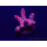 WYSIWYG Acropora 15Z5 Mariculture acclimaté led