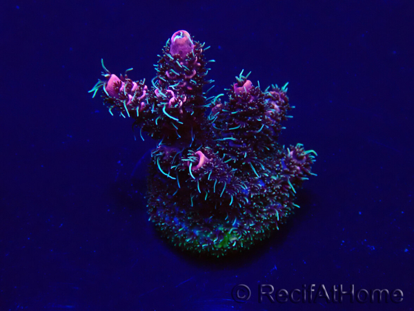 WYSIWYG Acropora Mariculture acclimated LED
