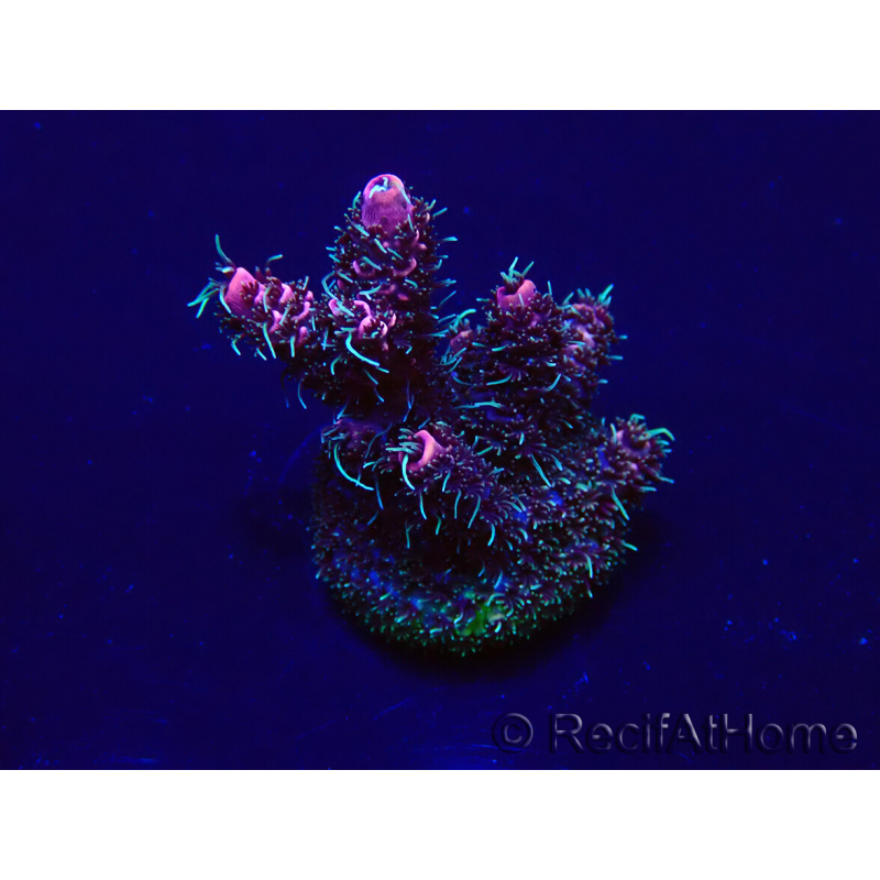 WYSIWYG Acropora Maricultuur geacclimatiseerd LED