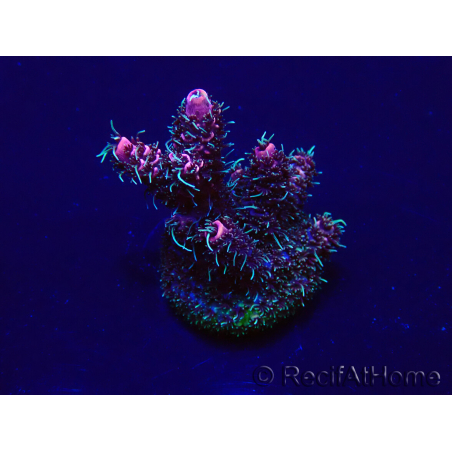 WYSIWYG Acropora Maricultuur geacclimatiseerd LED