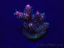 WYSIWYG Acropora Mariculture acclimated LED