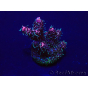 WYSIWYG Acropora Maricultuur geacclimatiseerd LED