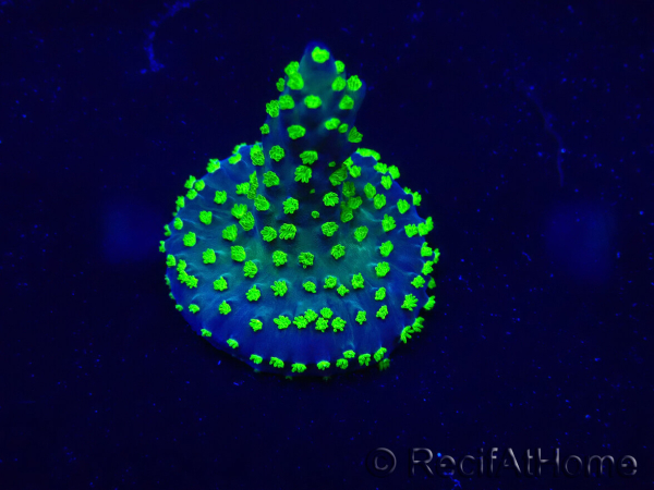 WYSIWYG Acropora Marikultur akklimatisiert LED