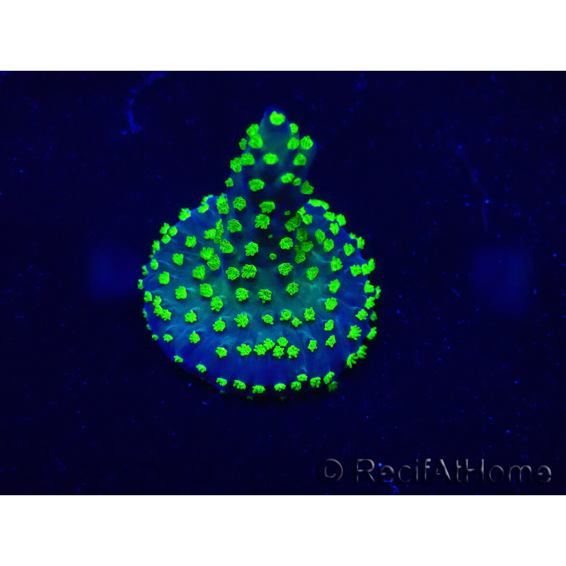 WYSIWYG Acropora Mariculture acclimated LED