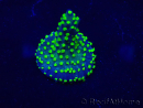WYSIWYG Acropora Marikultur akklimatisiert LED