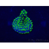 WYSIWYG Acropora Mariculture acclimated LED