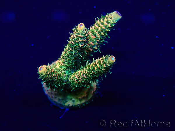 WYSIWYG Acropora Maricultuur geacclimatiseerd LED