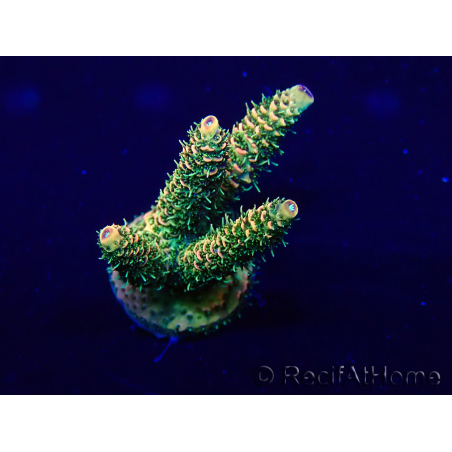 WYSIWYG Acropora Maricultuur geacclimatiseerd LED