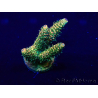 WYSIWYG Acropora 15Z9 Mariculture acclimaté led