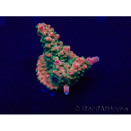WYSIWYG Acropora Maricoltura acclimatata a LED