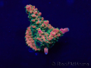 WYSIWYG Acropora Mariculture acclimated LED