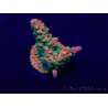 WYSIWYG Acropora Marikultur akklimatisiert LED