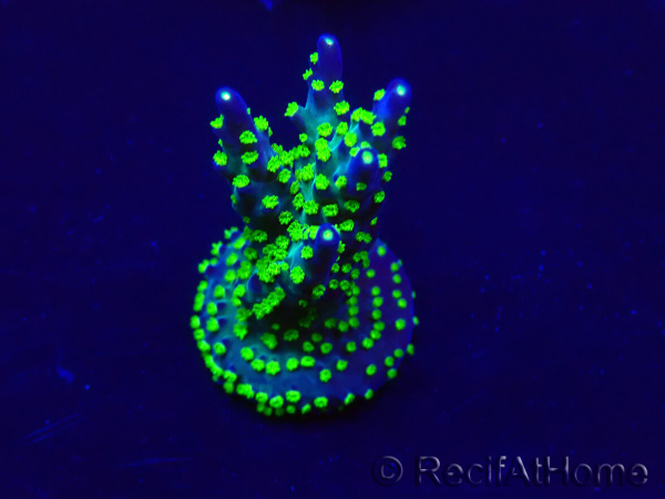 WYSIWYG Acropora Maricultuur geacclimatiseerd LED