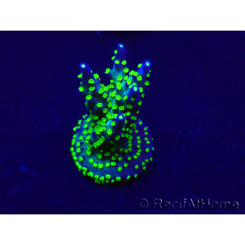 WYSIWYG Acropora Maricoltura acclimatata a LED