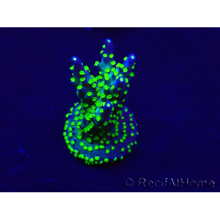 WYSIWYG Acropora Marikultur akklimatisiert LED