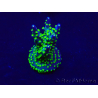 WYSIWYG Acropora Mariculture acclimated LED
