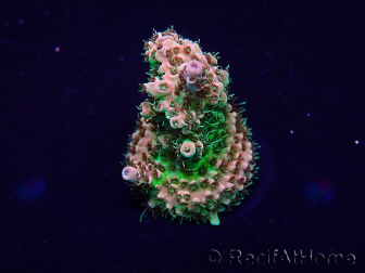 WYSIWYG Acropora Mariculture acclimaté led